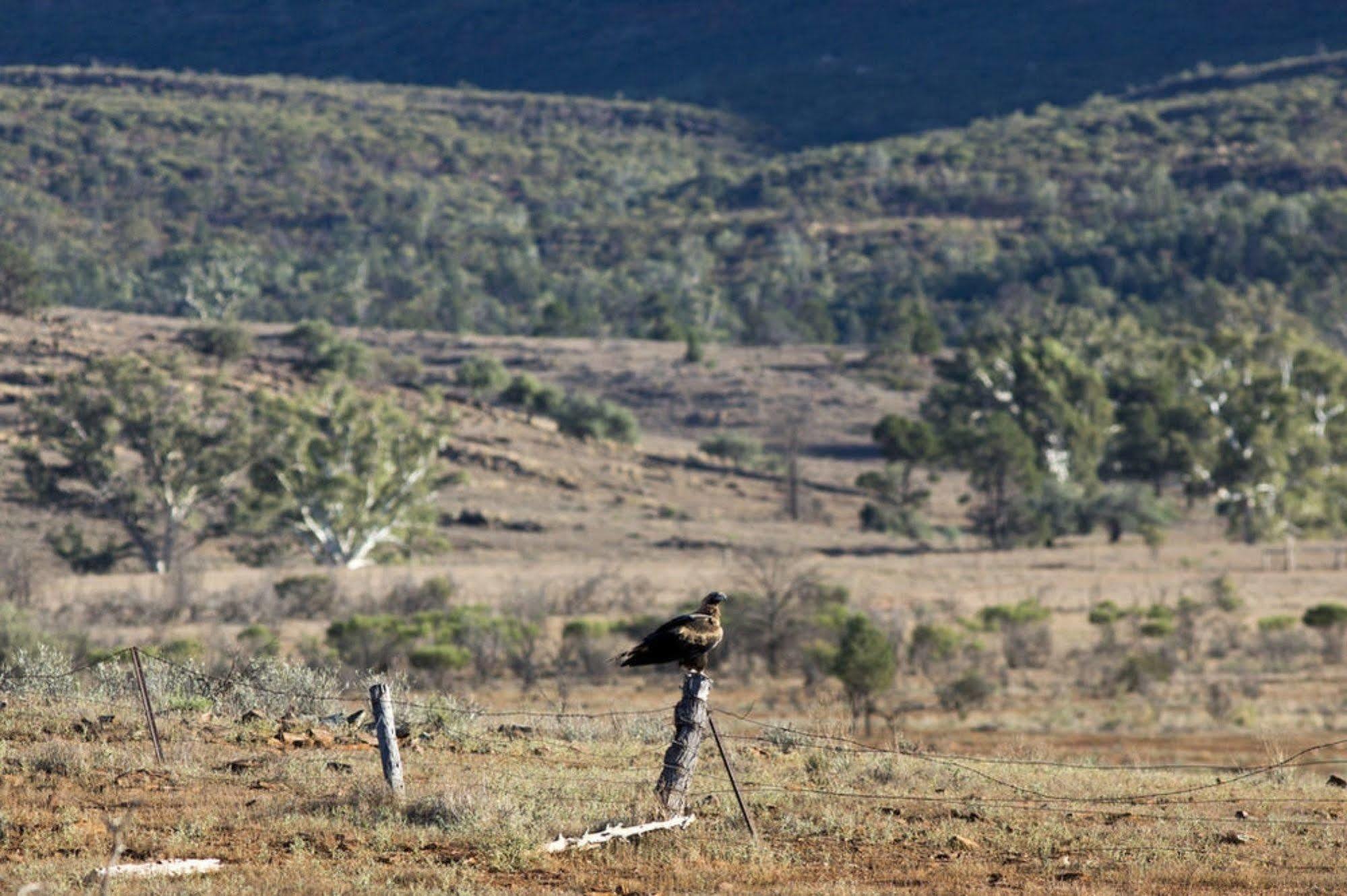 Rawnsley Park Station Hotell Flinders Ranges Eksteriør bilde